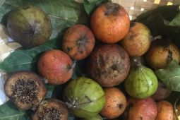 Siswa MAN 2 asal Kota Malang teliti buah misterius pembunuh hipertensi di Ternate