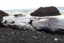 BKKPN cek kebenaran puluhan ekor paus terdampar di Alor NTT