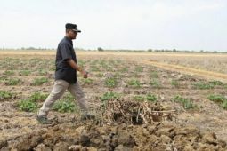 Pj Bupati Subang: Normalisasi dan sodetan irigasi jadi solusi atasi kekeringan