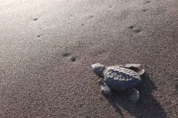 Puluhan tukik dilepasliarkan di pantai selatan Jember agar tidak punah