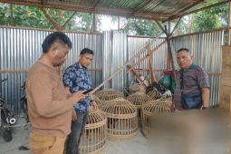 Gerebek sambung ayam di Simalungun, ini yang diamankan kepolisian