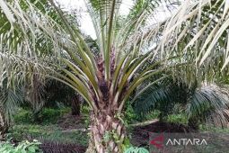 Kebun sawit Kaltim berkontribusi turunkan emisi gas rumah kaca