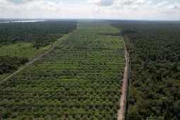 Dukungan sosial kunci keberhasilan perkebunan sawit