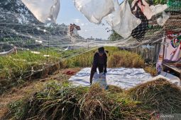 "Menyulap" bantaran BKT menjadi lumbung pangan