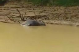 Provinsi Riau telusuri kematian massal kerbau di Kampar