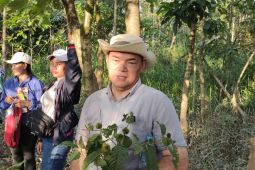 Pelaku usaha menyambut baik legalisasi produk kratom