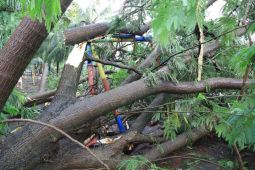 BPBD Kota Tangerang imbau masyarakat waspadai pohon tumbang saat hujan