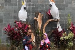 BKSDA Maluku terima penyerahan satwa liar dari warga secara sukarela untuk dikarantina