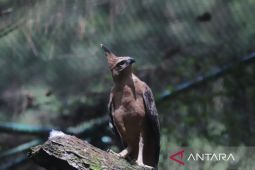 Elang jawa dilepasliarkan di Gunung Halimun Salak
