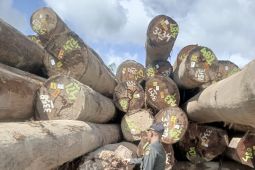 BKHIT Maluku pastikan kayu meranti asal Buru Selatan siap dikirim ke Sumut