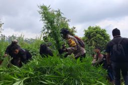 Polres Lumajang kembali temukan 10.000 tanaman ganja di lereng Semeru