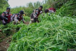 Penemuan ladang ganja di Lumajang