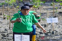 ULM canangkan gerakan menanam di lahan mangrove Kotabaru yang dikelola