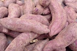 Petani Lebak kembangkan ubi jalar ungu guna katrol ekonomi keluarga