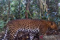 Peneliti: Pemindahan macan tutul harus sesuai protokol IUCN