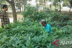 Ruang terbuka hijau Karawang telah hasilkan ribuan bibit tanaman baru