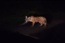 Tim  pasang kamera jebak usai harimau serang manusia di Lambar