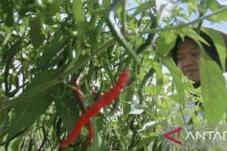 Babel kemarin, kerjasama misi dagang cabai hingga bantuan untuk disabilitas