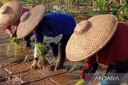 Pemkab Cianjur berikan stimulan untuk petani dengan metode Mina Padi