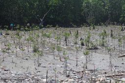 PLN UIW MMU rehabilitasi mangrove  jaga kelestarian lingkungan