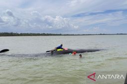 Paus terdampar di pesisir Balikpapan coba ditarik ke laut