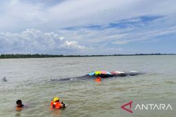 Ikan paus  yang terdampar di Muara Teritip Balikpapan akhirnya mati
