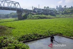 Sungai Citarum dipenuhi eceng gondok
