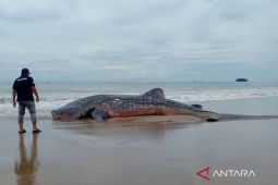 Warga Abdya Berjuang selamatkan hiu tutul raksasa yang terdampar