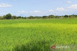 Membangun kawasan industri serta menjaga lumbung pangan di Subang