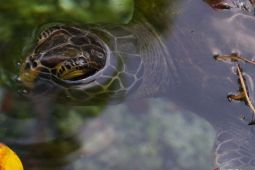 Penyu hijau terjebak di Gua Gumanano