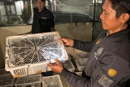 1.028 burung dilindungi diamankan Karantina Lampung di Bakauheni