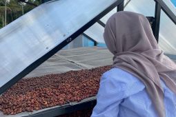 Mahasiswa UMM kembangkan "smart farming" bagi petani kopi
