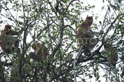 Pertamina EP Sangasanga Field dukung pelestarian ekowisata Sungai Hitam Lestari