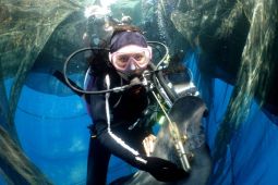 Tajuk ANTARA NTB - Hiu Paus: Titik uji konservasi NTB