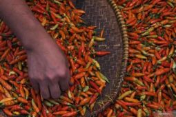 Harga pangan hari ini,  cabai  rawit turun Rp42.270 per kg