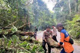 Petugas evakuasi pohon tumbang di jalan lintas Pesisir Barat