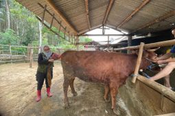 Pemkab Banyuwangi genjot produktivitas sapi lewat Program SMS Pisan