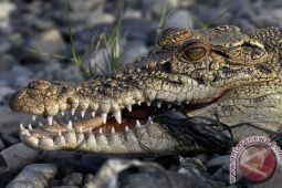 Seorang nelayan di Riau meninggal dunia diterkam buaya