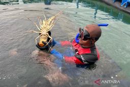 Pemkab Sumenep gandeng Singapura kembangkan budi daya lobster