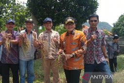 Pemkab Cirebon membentuk BUMD pangan guna serap hasil panen bawang merah