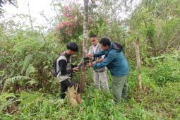 Tim gabungan pasang kamera jebak usai kemunculan beruang di Lampung Barat