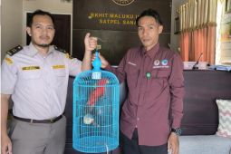 BKSDA Maluku terima penyerahan satwa nuri merah Ambon dari balai karantina