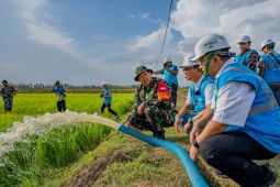 PLN suplai listrik bagi kawasan lumbung pangan di Kabupaten Merauke