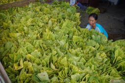 Harga tembakau di tingkat petani naik