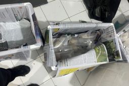 TNI AL gagalkan 85.000 benih lobster ilegal di Banyuwangi