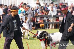 Pemkab Bogor hidupkan usaha ternak lewat Festival Ternak Domba-Kambing