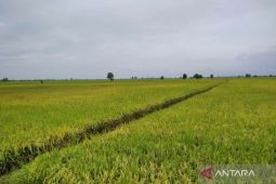 Pemkab Seruyan diminta maksimalkan pengelolaan produk pertanian