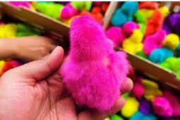 Karantina Papua Tengah periksa 500 ekor anak ayam warna warna asal Makassar