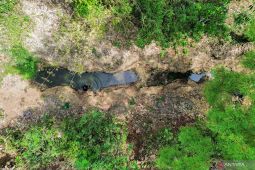 Luasan terdampak kekeringan di Lumajang