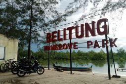Setkab nilai tutupan hutan mangrove Belitung masih bagus